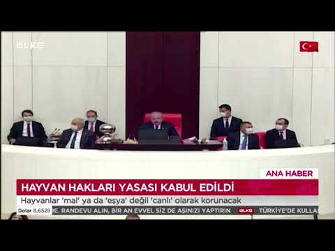 Video: İspanya'daki Yeni Yasa, Hayvanların Hukuki Durumunu Mülkiyetten Duyarlı Varlıklara Değiştirecek