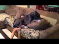 Great Dane Lapdog