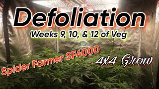 Defoliation : Weeks 9, 10, & 12 of veg / Spider Farmer SF4000 / 4x4 Grow