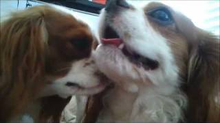 Tesla and Qualia  Cavalier King Charles Spaniel