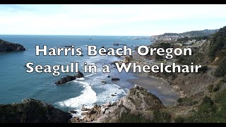 Harris Beach Oregon  Seagull in a Wheelchair