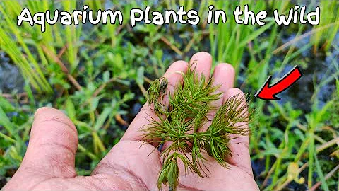 Collecting Wild Aquarium Plants for Planted Aquarium | Wild Aquatic Plants India| CrazyF India