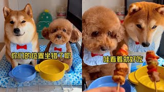 今日早餐口蘑虾滑堡 #安静的布丁妹妹 #柴犬 #泰迪【布丁合集】