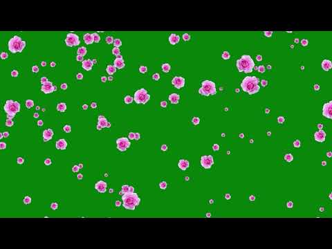Rose Flowers Green Screen Video | Rose Flowers Animation Video | Chroma Key