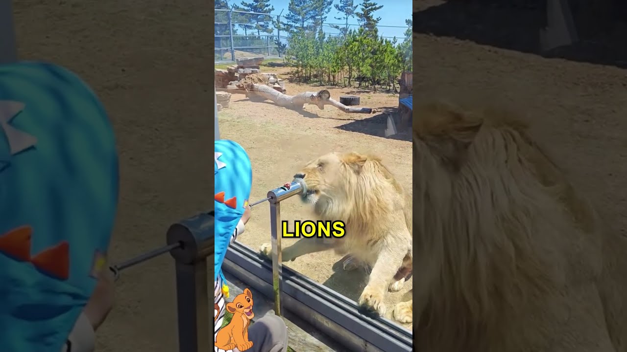 Amazing Zoo Experience For Kids 