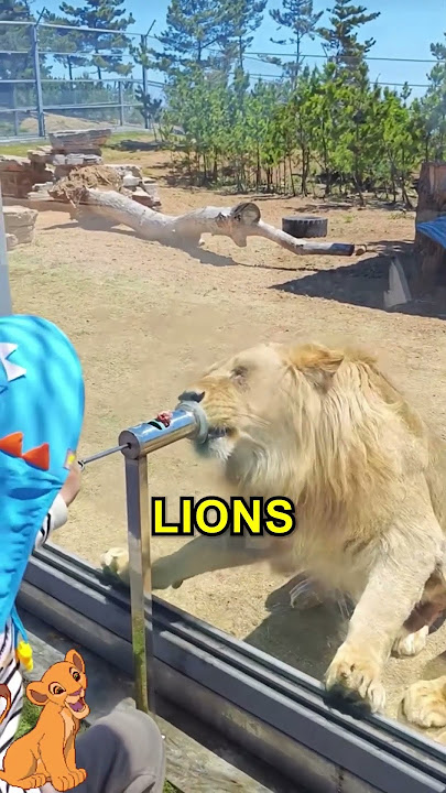 Amazing Zoo Experience For Kids 😍