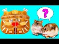 HAMSTERS RACE || Smart DIY Projects for Your Hamster