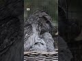 Adorable tawny frogmouth chicks hatch at Melbourne Zoo | ABC News