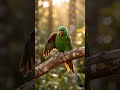 Beautiful Parrot in the World