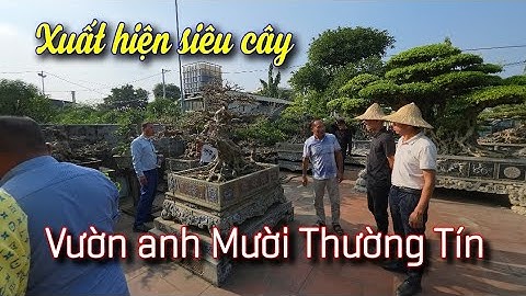 SH.11233. Hiệp hội thương mại Bonsai thăm vườn anh Nguyễn Mười Thường Tín Hà Nội. 