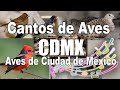 Cantos de Aves de Ciudad de México y sus nombres de especie.