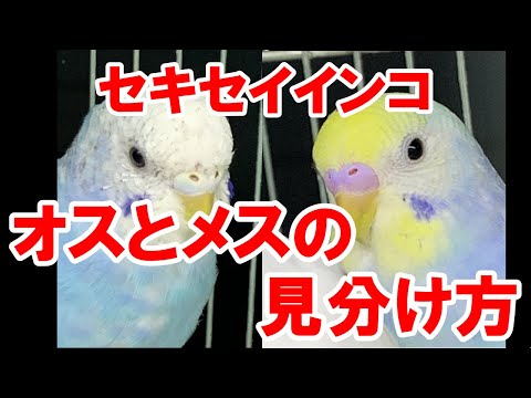 【セキセイインコ】オスとメスの見分け方。成鳥とヒナとでは見分け方が違います