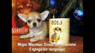 СОБАКА СИМВОЛ 2018 ГОДА - ЧИХУА 53 ДНЯ ( "МАРИ МИСТИК" ПИТОМНИК РКФ ) ПРОДАЖА ЩЕНКОВ СОБАКА СИМВОЛ 2018 ГОДА - ЧИХУА 53 ДНЯ ( "МАРИ МИСТИК" ПИТОМНИК РКФ ) ПРОДАЖА ЩЕНКОВ