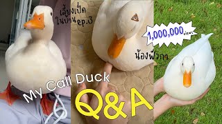 Q&A with my call duck “Foie Gras” | ตอบคำถามเรื่องเป็ด 🐤