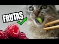 QUE FRUTAS PUEDEN COMER LOS GATOS (Verduras y Frutas para Gatos) | Petdarling