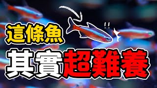 這隻魚其實沒有那麼好養新手千萬別碰的五種魚Five kinds of fish should never touch!