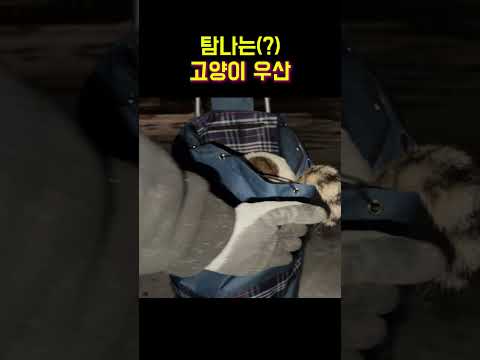 요즘 유행하는 고양이우산 ㅋㅋ