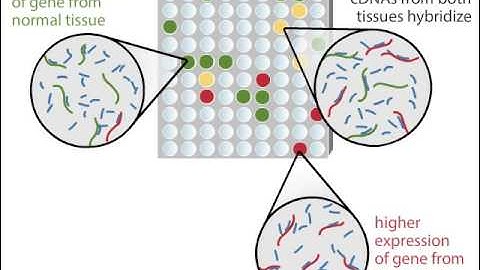 DNA Microarray