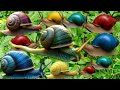 HUNTING SNAIL - drama berburu bekicot, snail, siput, keong, kelomang, siput warna, bekicot warna