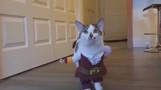 TOP 100 Pets And Funny Costumes Compilation 2017