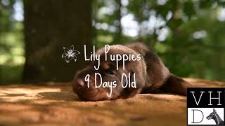 European Doberman Puppies - 9 Days Old - Lily Puppies by Von Hohenhalla Dobermans 516 views 9 months ago 2 minutes, 50 seconds