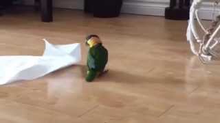 Little Bird Plays With Paper Towel