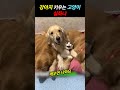강아지 키우는 고양이 실화냐
