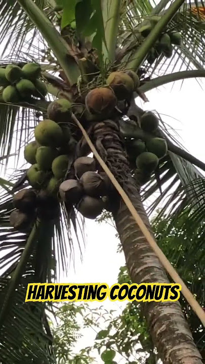 Memanen kelapa menggunakan sabit!