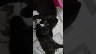 Why are you sleeping sideways while you're playing? #khanhbangtam #vothithuynhu #cat #pet #dollar