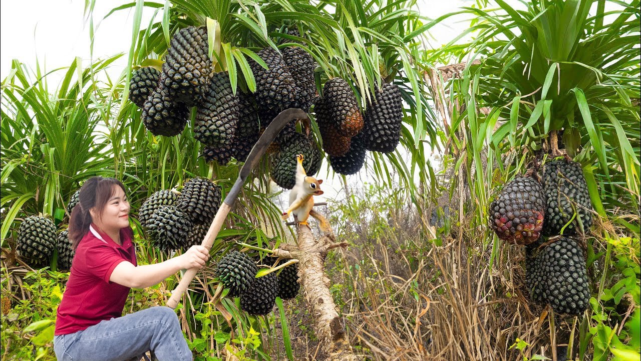 BREAKING ! How harvest Giant wild pineapples Go to market sell ...