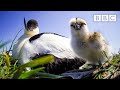 Live Springwatch: Day 10 🌦 2021 🐣 BBC