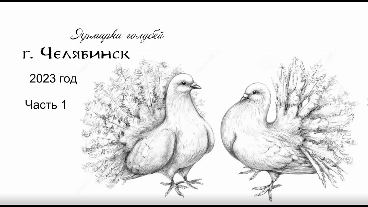 Два голубя рисунок карандашом