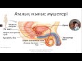 45. Адамның жыныс жүйесінің құрылысы мен қызметі. 9-сынып. Биология