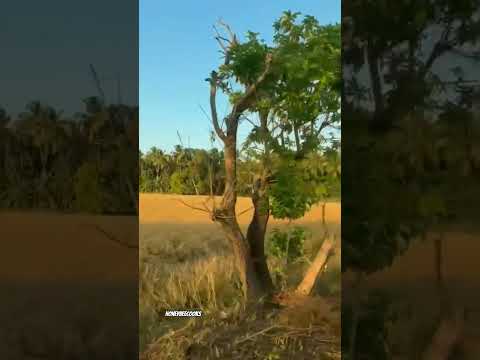 പാതിരക്കിളി 🤍#shortvideo