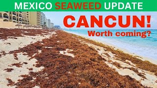 Sargassum in CANCUN!!! HOTEL ZONE Seaweed Report  April 24, 2024 #seaweed #sargassum #mexico