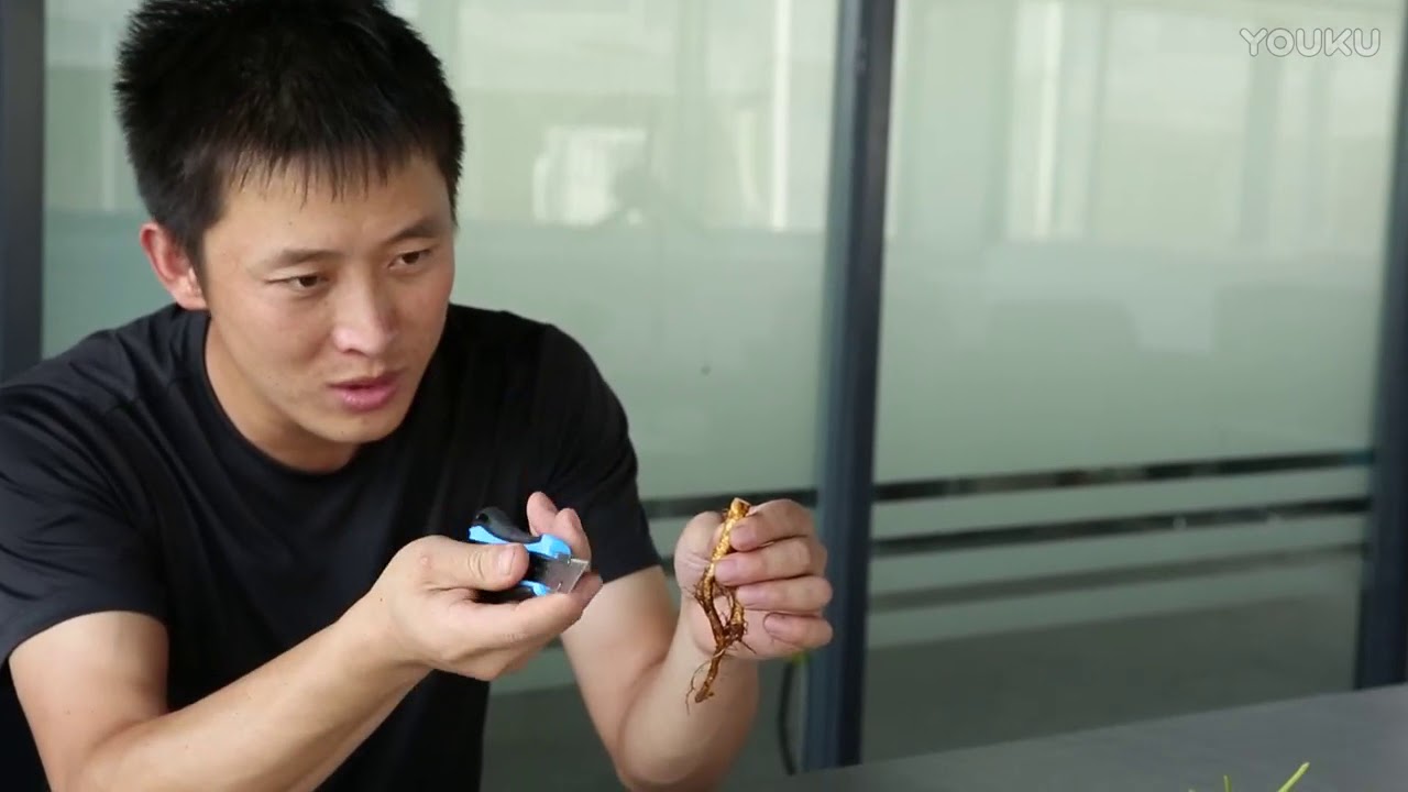 天狼说月季  月季根接技术 超清