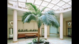 ХОВЕЯ или КЕНТИЯ – медленно растущая пальма | Уход в домашних условиях ХОВЕЯ или КЕНТИЯ – медленно растущая пальма | Уход в домашних условиях