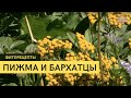 Пижма и бархатцы \ Как правильно ухаживать? \  Высадка \ Фиторецепты