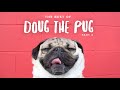 Best of doug the pug  part 2