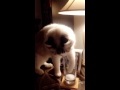 Funny cat drinking milk video