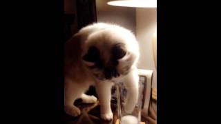 Funny cat drinking milk video