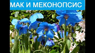 Мак восточный( Papaver orientale) ,гималайский мак и меконопсис камбрийский(Meconopsis) ВИДЕО