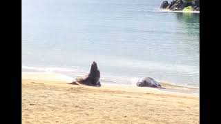 Sea Lions on the coast of Aotearoa/NZ 2024