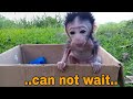Waiting for food for a long time baby monkey cutis wants to jump