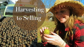 How to Harvest and Profit From Your backyard Walnuts| Black Walnuts