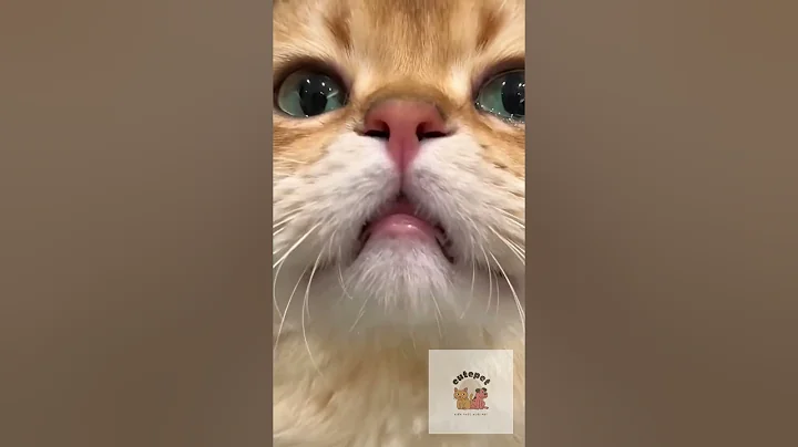 Bé yêu đang đói #shorts #pet #pets #meo #thucung