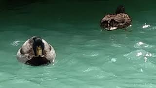 Duck Waterfountain (Stop Motion Animation)