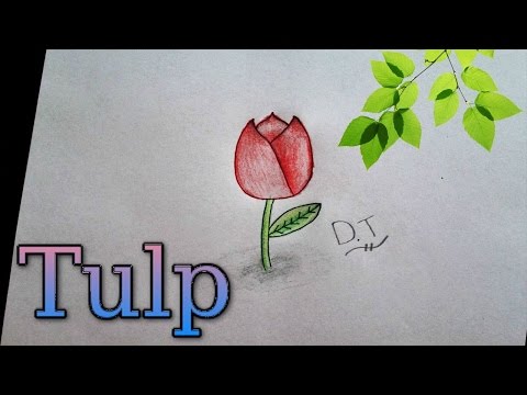 Video: Hoe Teken Je Een Tulp Met Een Potlood?