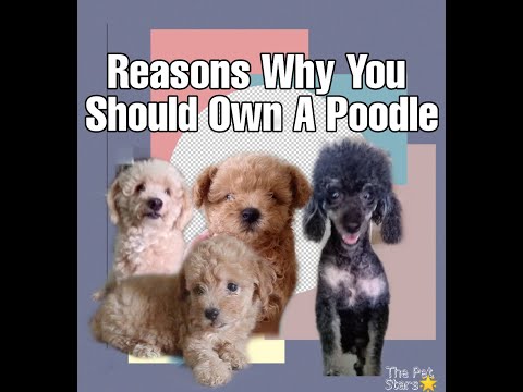 Βίντεο: Poodle Dog Breed Υποαλλεργικό, Υγεία και Διάρκεια Ζωής