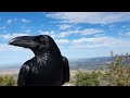 Corvus corax jugando en el aire